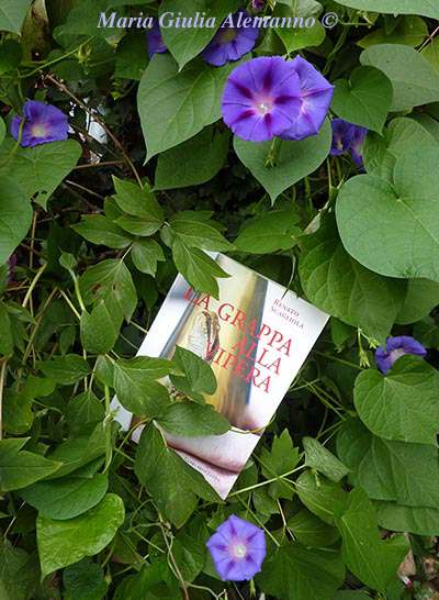 grappa-alla-vipera-scagliola-morning-glory-copy