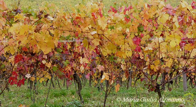 Viti_monferrato_copy