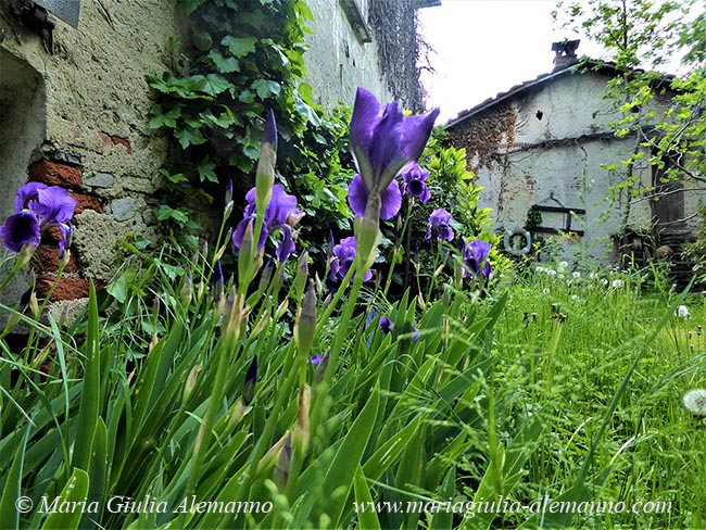 IRIS DELL'ARTE copy