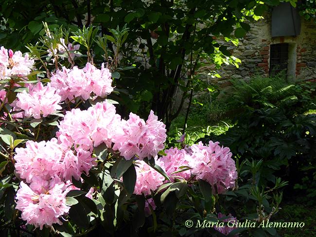 RODODENDRO HIMALAYANO - piemonte copy