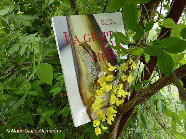 scagliola-renato-grappa-vipera-maggiociondolo-2-copy