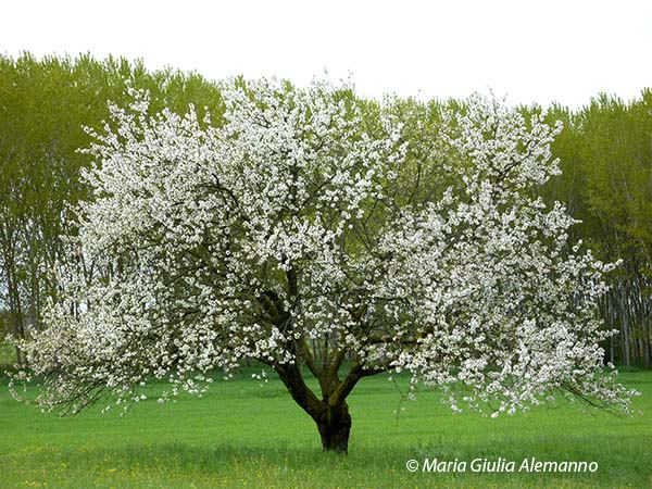 spring-copy